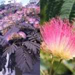 Albizia julibrissin 'Summer Chocolate'® - Bordó levelű selyemakác