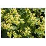 Alchemilla epipsila (Palástfű)