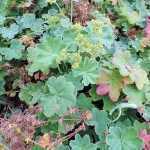 Alchemilla erythropoda 'Alma' (Törpe palástfű)