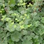 Alchemilla erythropoda (Törpe palástfű)