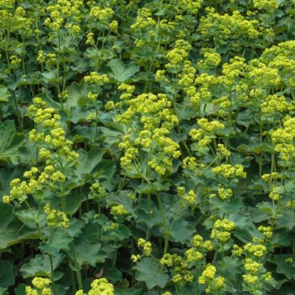 Alchemilla mollis 'Irish Silk' (Nagylevelű palástfű)