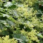 Alchemilla mollis (Nagylevelű palástfű)