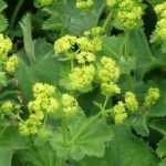 Alchemilla vulgaris (Réti palástfű)