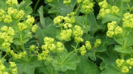 Alchemilla vulgaris (Réti palástfű)