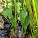 Alisma Parviflora - Kereklevelű hídőr kerti tavi növény