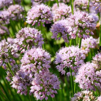 Allium  'Summer Beauty' (Díszhagyma)