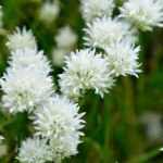 Allium schoenoprasum Corsican white