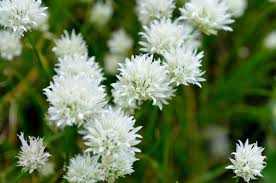 Allium schoenoprasum Corsican white