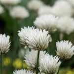 Allium schoenoprasum Elbe