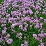 Allium schoenoprasum (Metélőhagyma)