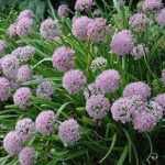 Allium senescens (Hegyi hagyma)