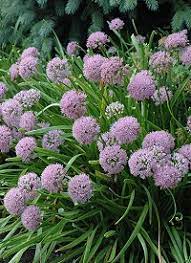 Allium senescens (Hegyi hagyma)