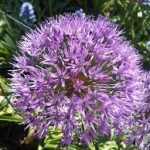 Allium sikkimense (Szikkimi hagyma)