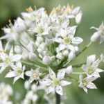 Allium tuberosum (Kínai metélőhagyma)