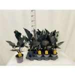 Alocasia ANTORO VELVET