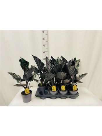 Alocasia ANTORO VELVET