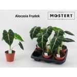 Alocasia FRYDEK