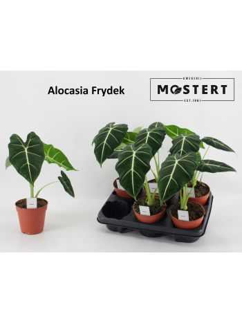 Alocasia FRYDEK