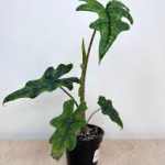 Alocasia JACKLYN