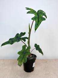 Alocasia JACKLYN