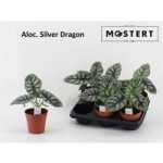 Alocasia SILVER DRAGON