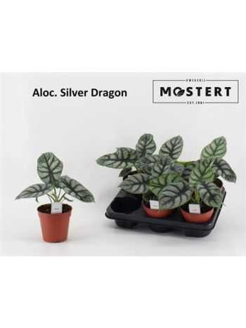 Alocasia SILVER DRAGON