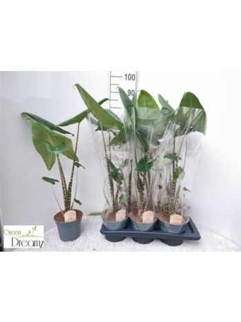Alocasia ZEBRINA