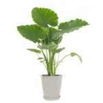 Alocasia gageana – Törpe elefántfül