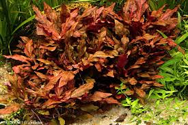 Alternanthera cardinalis akváriumi növény