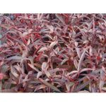 Alternanthera sessilis akváriumi növény - Image 2