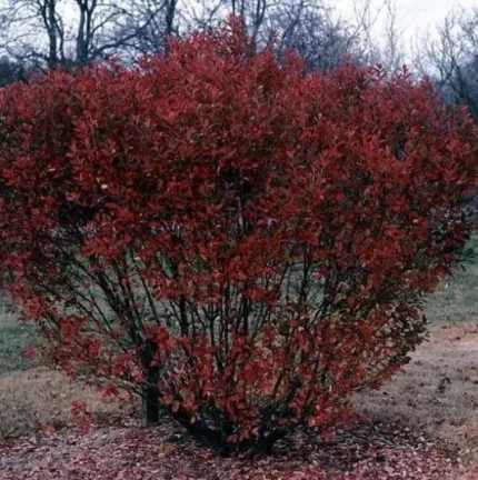 Amelanchier 'Rainbow Pillar'® -