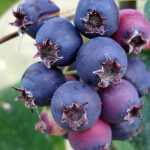 Amelanchier alnifolia 'Sleyt'