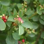Amelanchier rotundifolia -