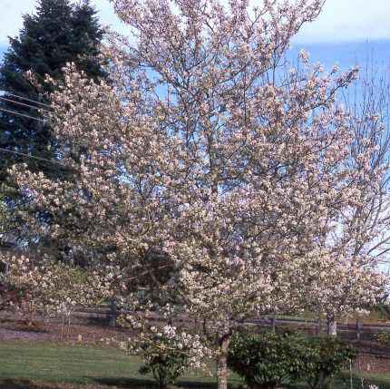 Amelanchier x grandiflora 'Prince William'