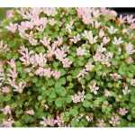 Anagallis tenella (Lápi tikszem)