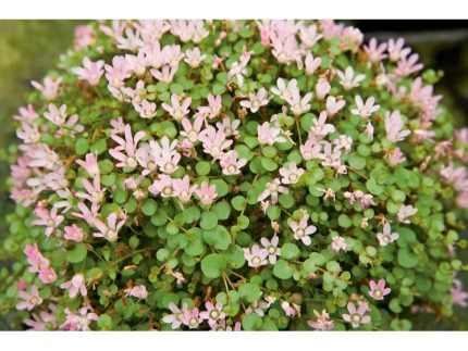 Anagallis tenella (Lápi tikszem)