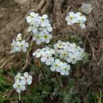 Androsace villosa (Bozontos gombafű)