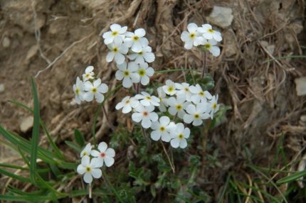 Androsace villosa (Bozontos gombafű)