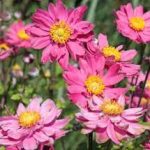 Anemone  'Pamina' (Szellőrózsa)