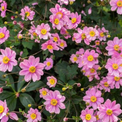 Anemone  'Serenade' (Kerti szellőrózsa)