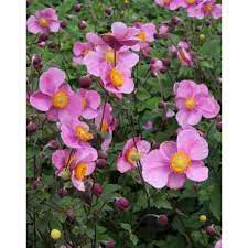 Anemone hupehensis 'Praecox' (Kínai szellőrózsa)