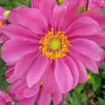 Anemone hupehensis 'Prinz Heinrich' (Kínai szellőrózsa)