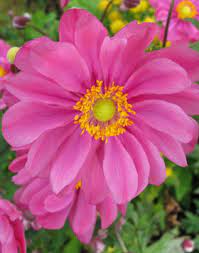 Anemone hupehensis 'Prinz Heinrich' (Kínai szellőrózsa)