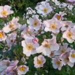 Anemone hupehensis 'September Charm' (Kerti szellőrózsa)