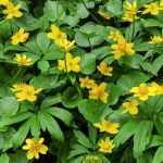 Anemone ranunculoides (Bogláros szellőrózsa)