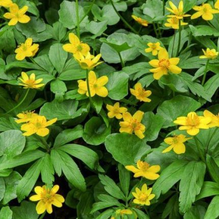 Anemone ranunculoides (Bogláros szellőrózsa)