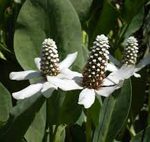 Anemopsis californica kerti tavi növény