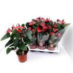 Anthurium AN ADIOS RED