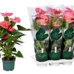 Anthurium AN COLORADO