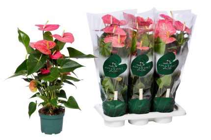 Anthurium AN COLORADO